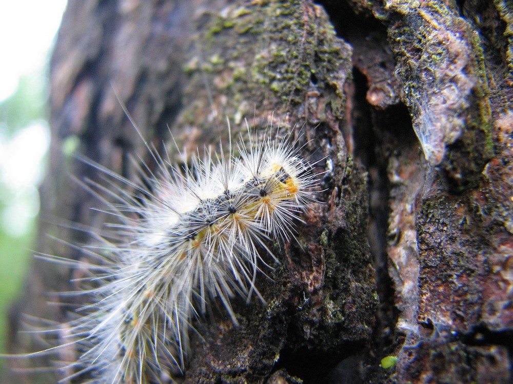 Lepidotteri da identificare nel Parco del Ticino